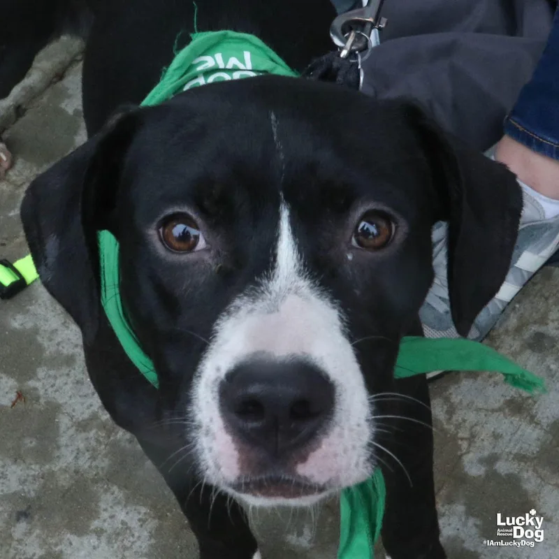 A baby medium-sized female Boxer dog named Rhythm for adoption in Washington, DC