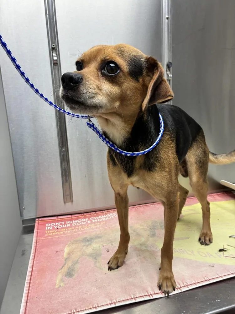 An adult large-sized male Terrier dog named Lorenzo for adoption in Marietta, GA