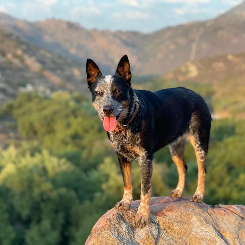 An adult medium-sized female Australian Cattle Dog / Blue Heeler dog named Scout for adoption in San Diego, CA