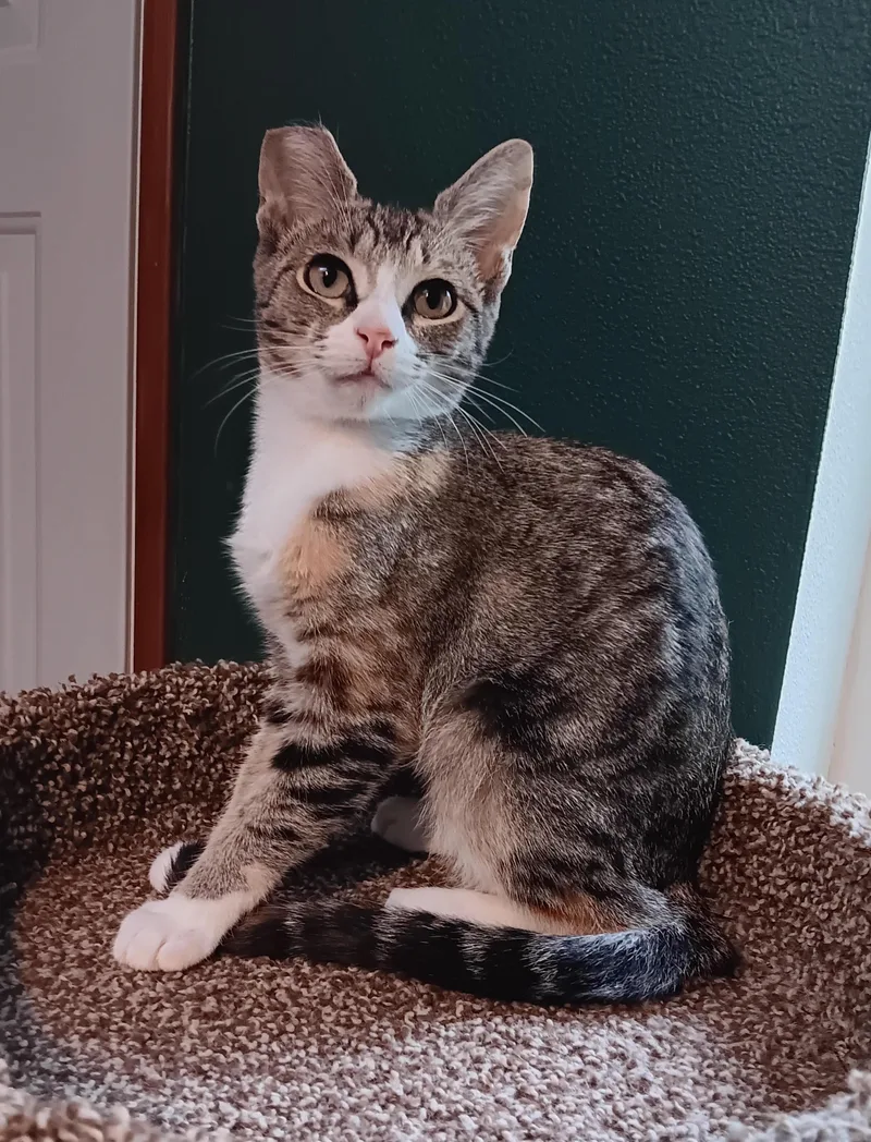 A baby medium-sized female Tabby (Buff / Tan / Fawn) Domestic Short Hair cat named Celia for adoption in Springfield, OR