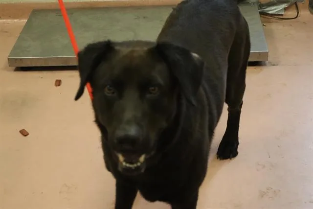 An adult large-sized male Mixed Breed dog named Otto for adoption in Columbia, SC