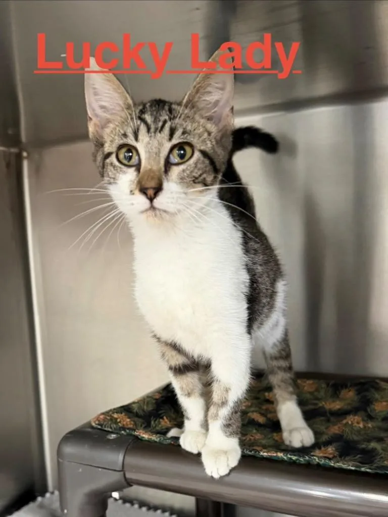 A baby small-sized female Tabby cat named Lucky Lady for adoption in Brookhaven, MS