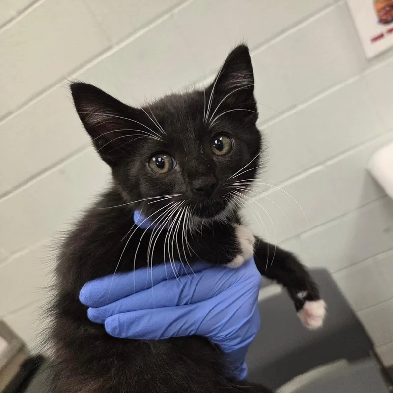 A baby small-sized female Black Domestic Short Hair cat named Rascal for adoption in Chattanooga, TN