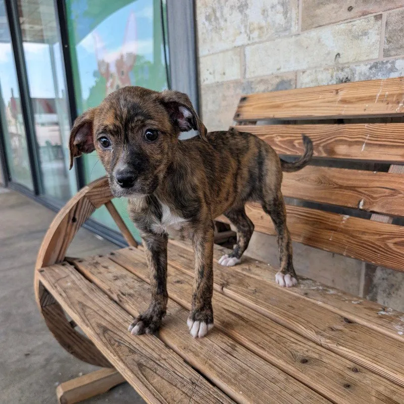 A baby small-sized female Schnauzer dog named Liesel for adoption in Chico, CA