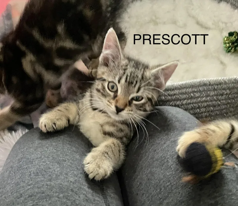 A baby small-sized female Tabby (Brown / Chocolate) American Shorthair cat named Gertie for adoption in Staten Island, NY