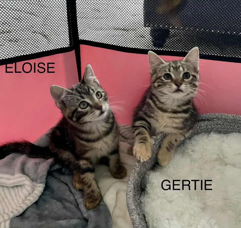 Gertie thumbnail 5
