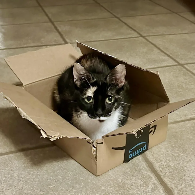 A young medium-sized female Calico cat named Melody for adoption in Apex, NC
