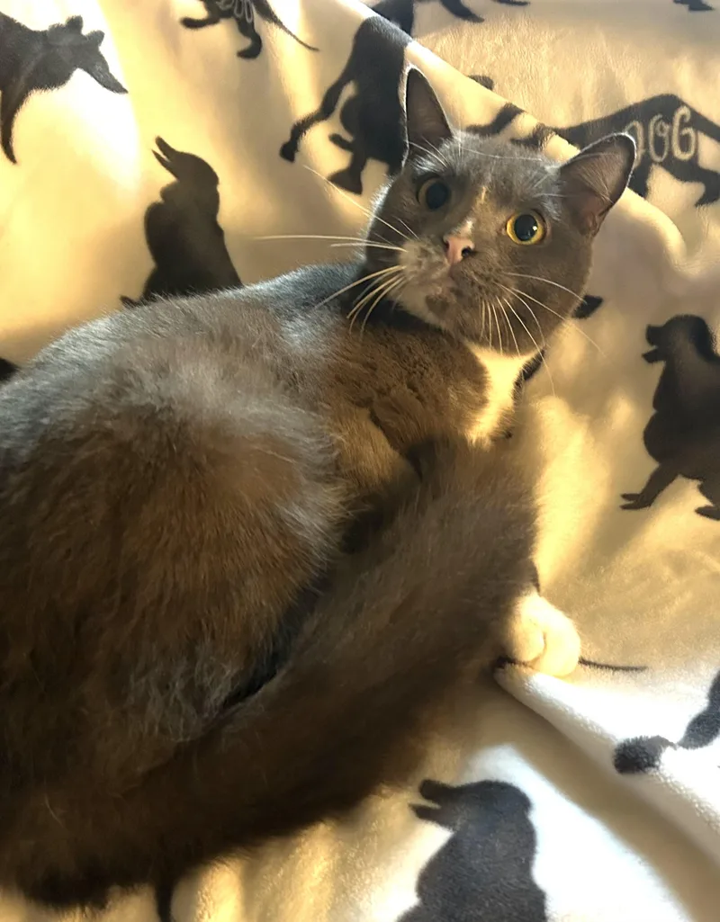 An adult medium-sized female Domestic Short Hair cat named Gertie for adoption in Humble, TX