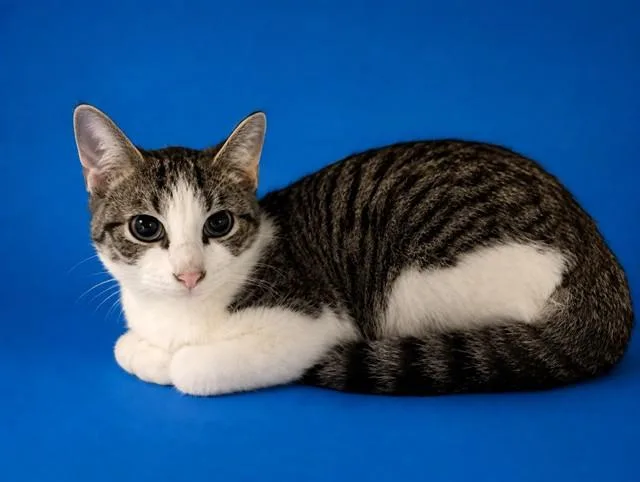 A young small-sized male Domestic Short Hair cat named Mack for adoption in Miami, FL