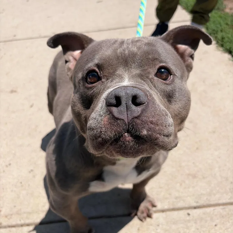 An adult medium-sized female Gray / Blue / Silver Mixed Breed dog named Magnolia for adoption in Newark, NJ