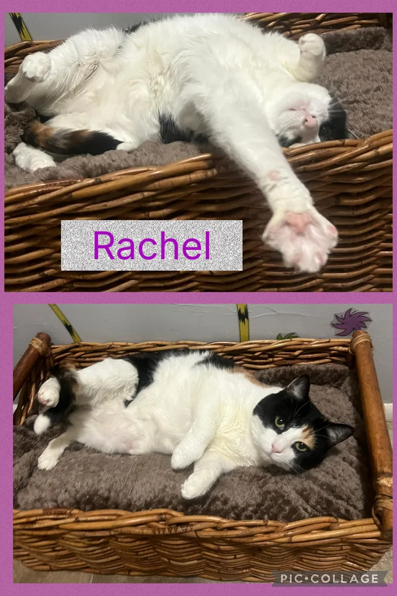 An adult medium-sized female Calico cat named Rachel for adoption in Staten Island, NY