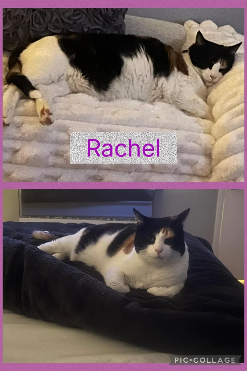 Rachel thumbnail 2