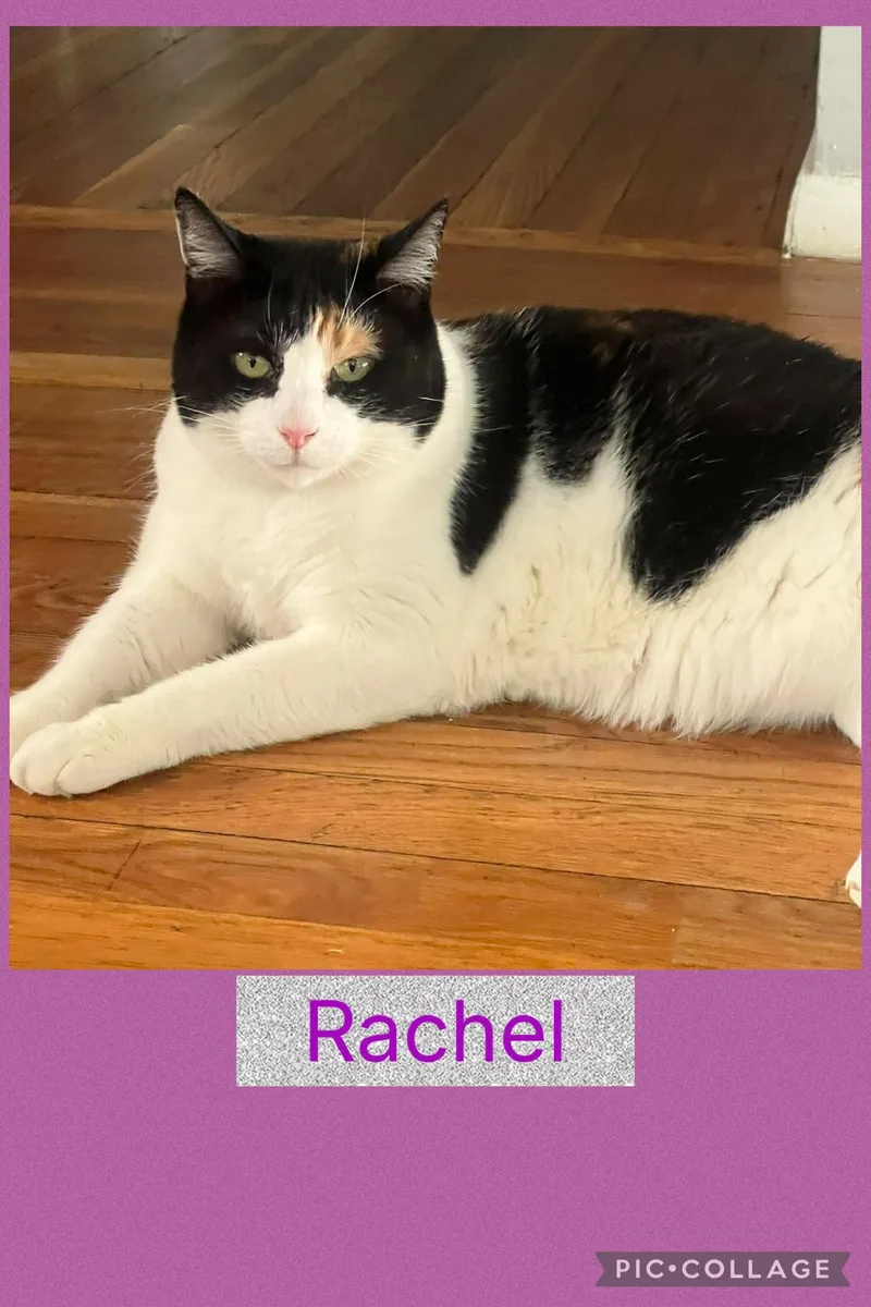 Rachel thumbnail 3