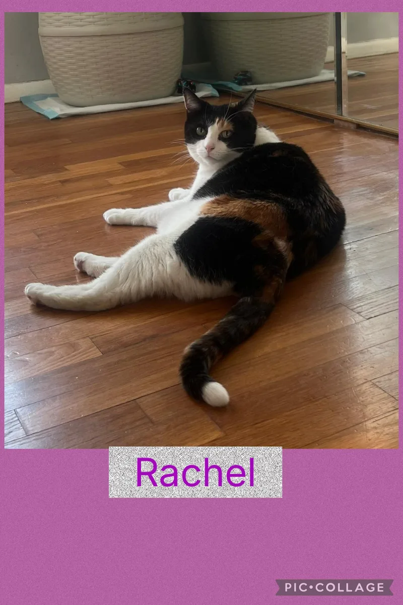 Rachel thumbnail 5