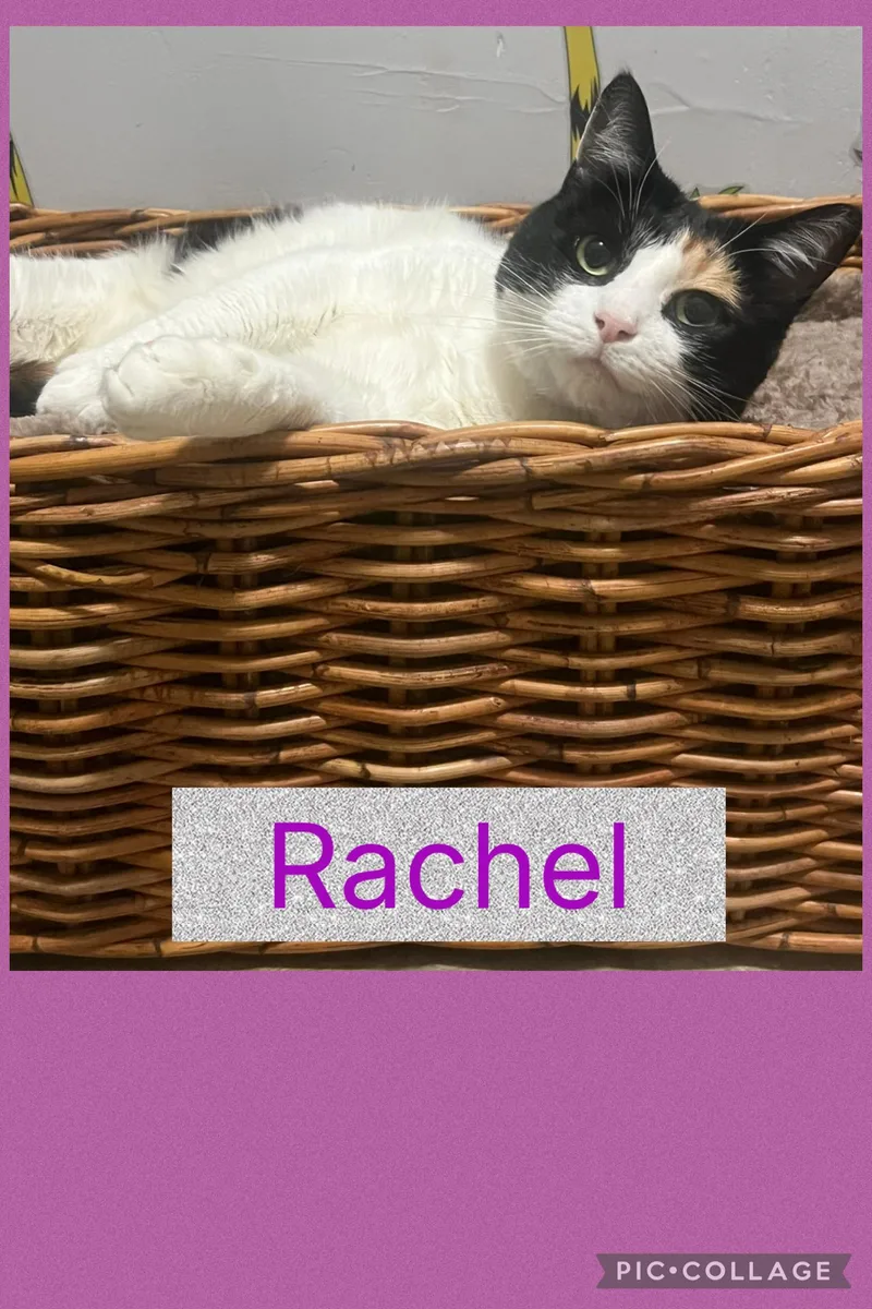Rachel thumbnail 6