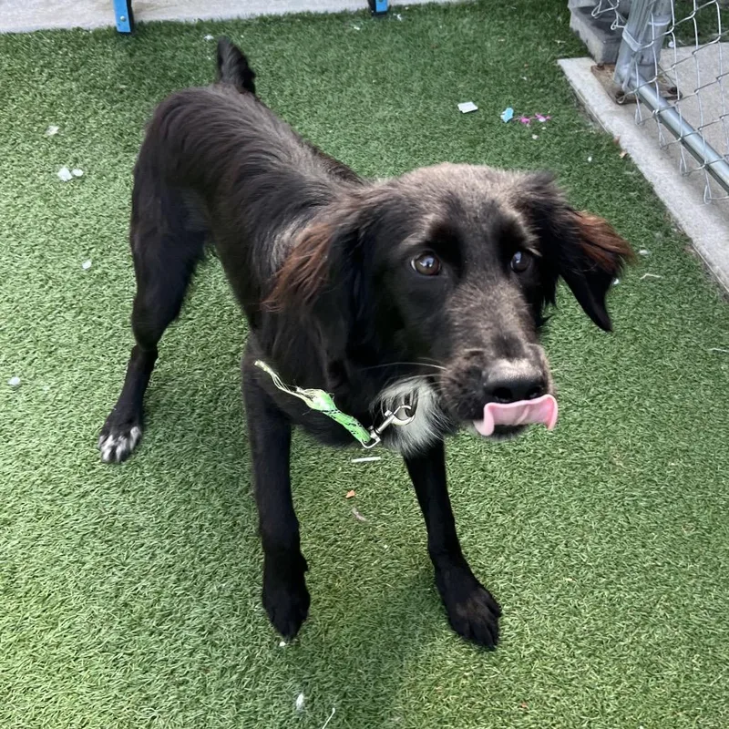 A young medium-sized male Black Border Collie dog named Mr. PollyPocket for adoption in La Grange, KY