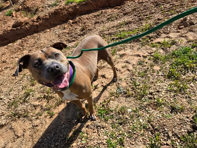 An adult large-sized female Yellow / Tan / Blond / Fawn Pit Bull Terrier dog named Kali for adoption in Roosevelt, UT