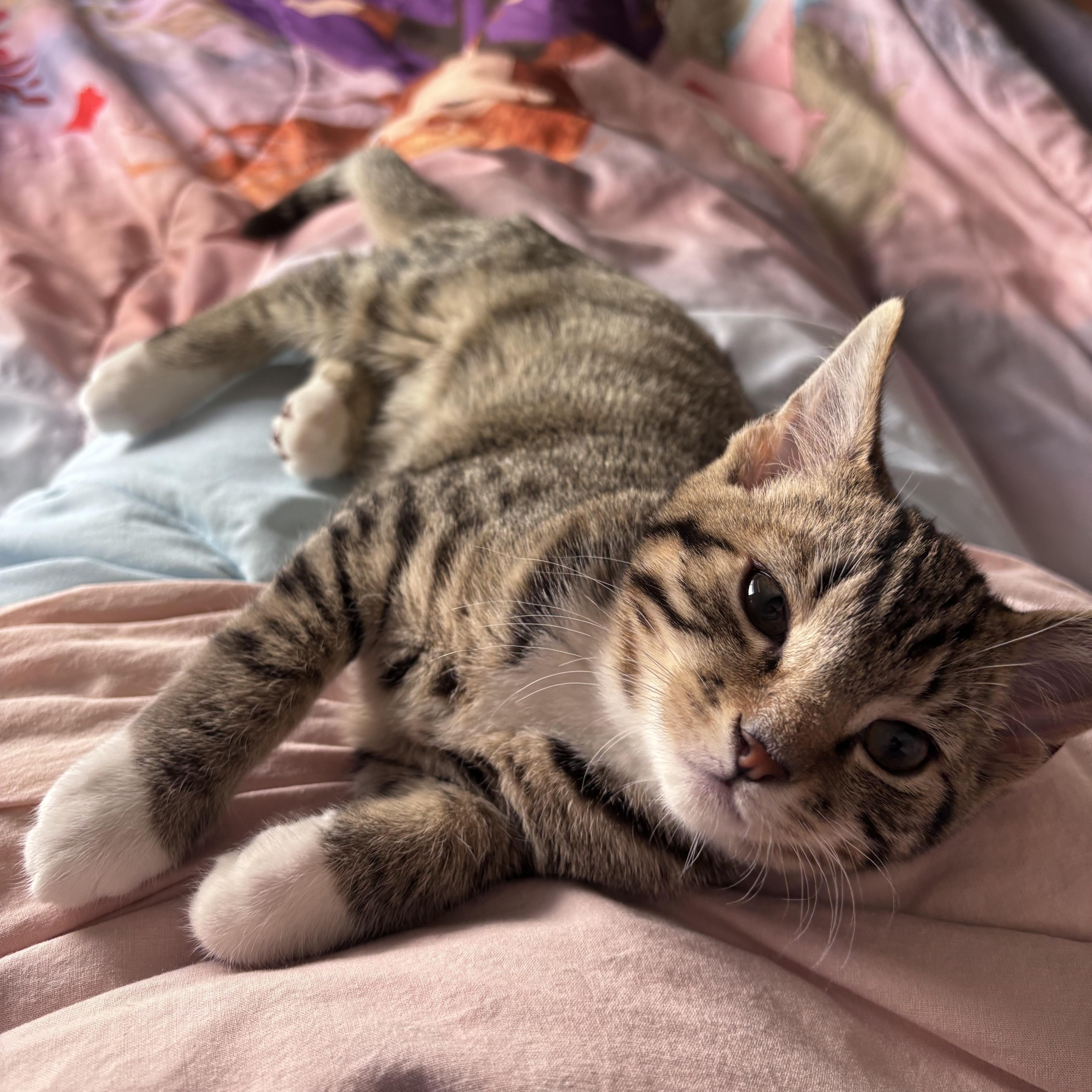 A baby small-sized male Tabby (Brown / Chocolate) Domestic Short Hair cat named Peter Parker for adoption in Davis, CA