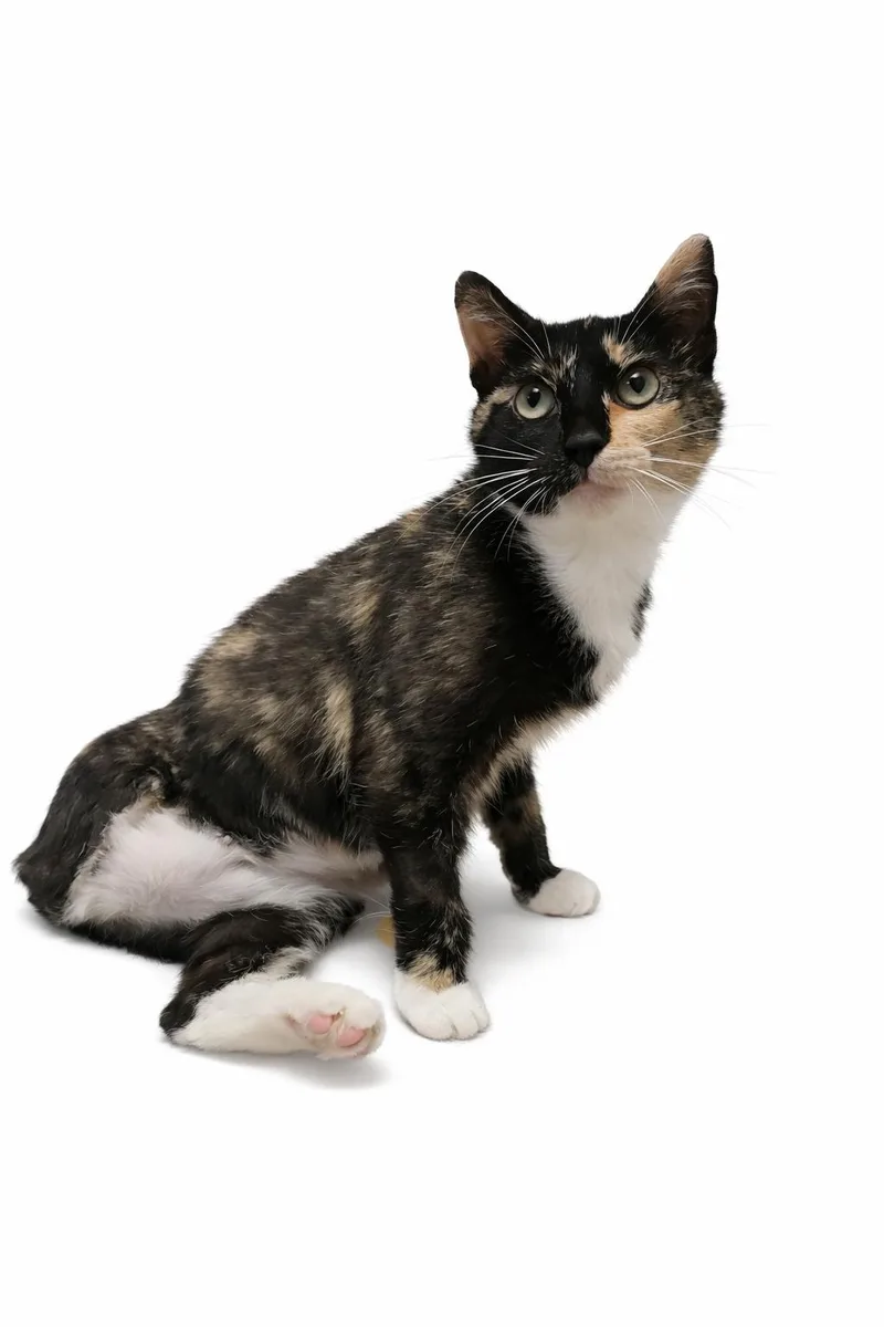 A young small-sized female Tortoiseshell cat named Tofu for adoption in Boston, KY