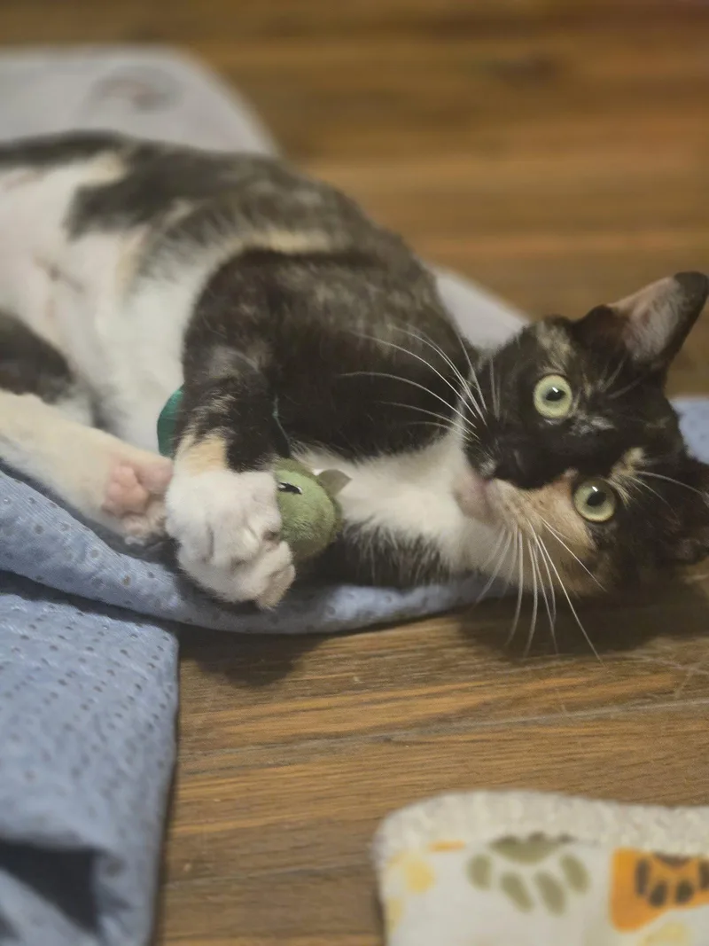 Tofu thumbnail 3