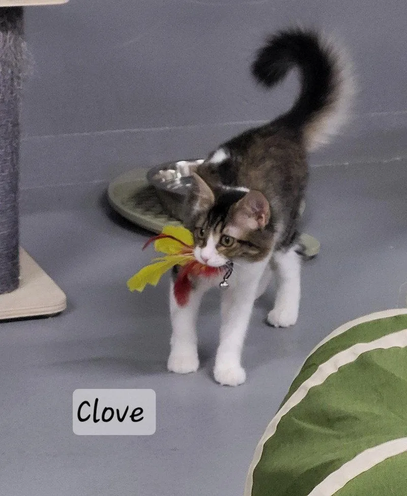 Clove