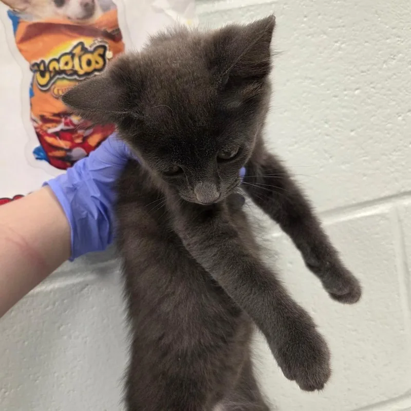 A baby small-sized male Gray / Blue / Silver Domestic Short Hair cat named Pacha for adoption in Chattanooga, TN
