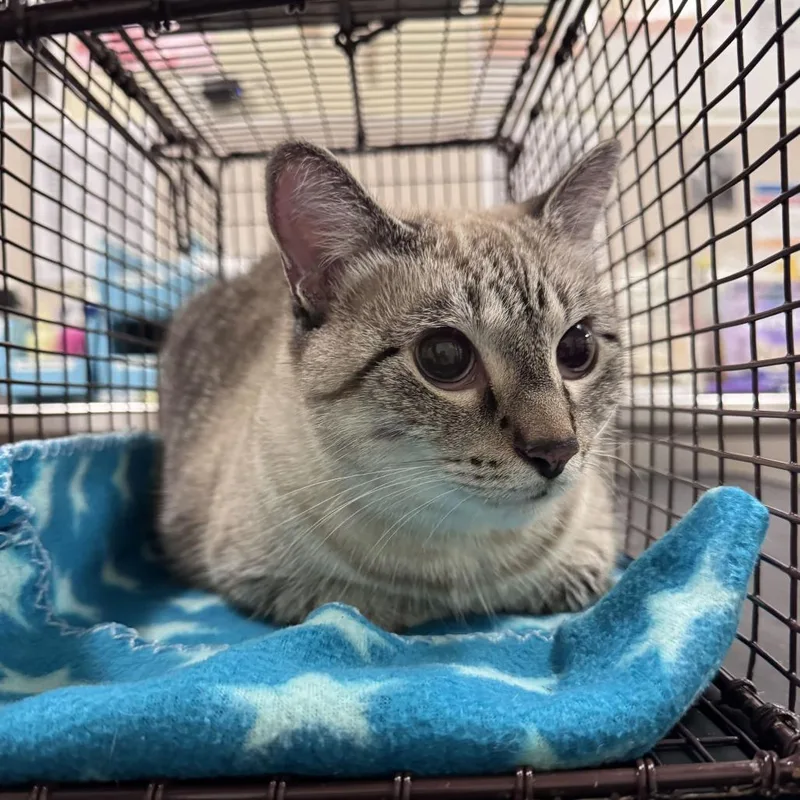 An adult large-sized female Domestic Short Hair cat named Alaska for adoption in Chicago, IL