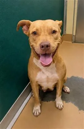 A young medium-sized female Pit Bull Terrier dog named Basil for adoption in Texas City, TX