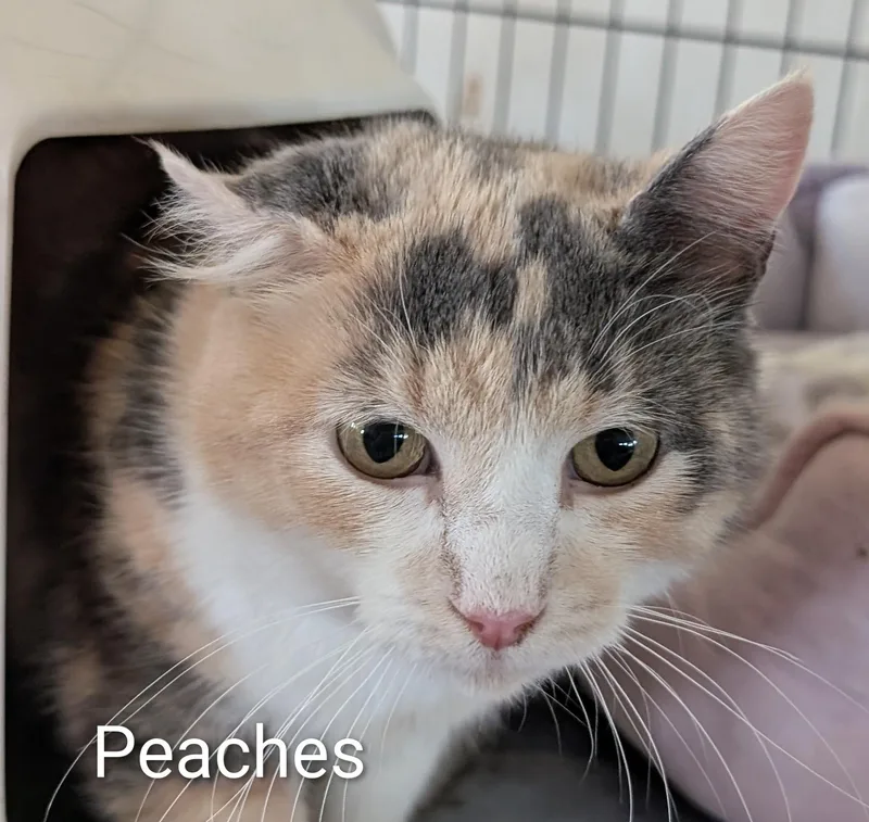An adult medium-sized female Dilute Calico Domestic Short Hair cat named Peaches for adoption in Colfax, IA