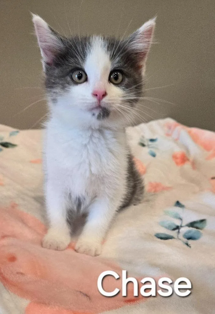 A baby small-sized male Domestic Short Hair cat named Chase for adoption in Sidney, OH