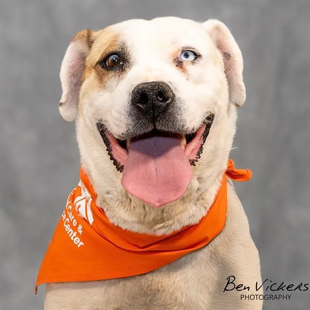 An adult large-sized female Pit Bull Terrier dog named Opera for adoption in Albuquerque, NM
