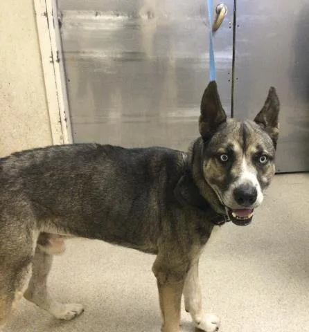 An adult large-sized male Siberian Husky dog named Shawn for adoption in Riverside, CA