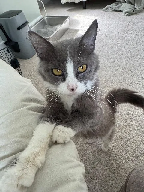 A senior medium-sized female Domestic Long Hair cat named Endoplasmic Reticulum for adoption in Cincinnati, OH