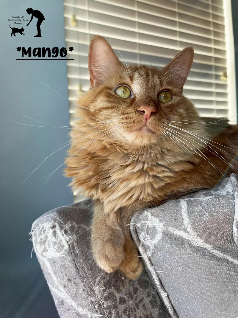 Mango