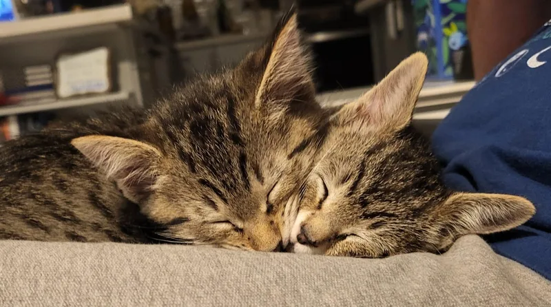 Ottie thumbnail 3