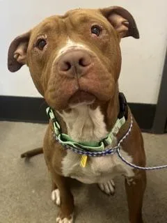 A young medium-sized male Yellow / Tan / Blond / Fawn Pit Bull Terrier dog named Willie Joe for adoption in Cleveland, OH