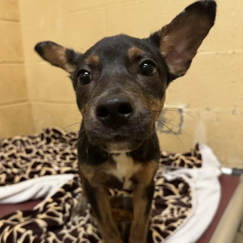 A baby small-sized male Black Mixed Breed dog named Cj for adoption in Corinth, MS