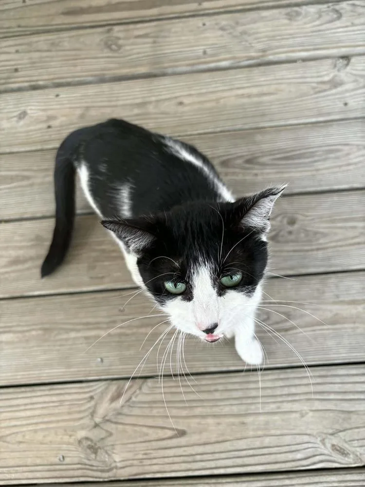 A baby small-sized female Domestic Short Hair cat named Avery for adoption in Groveland, MA