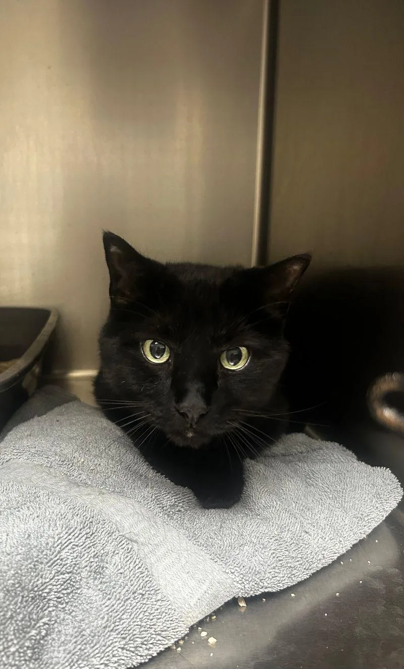 A senior medium-sized male Black Domestic Short Hair cat named Blacky cat for adoption in Lake Havasu City, AZ
