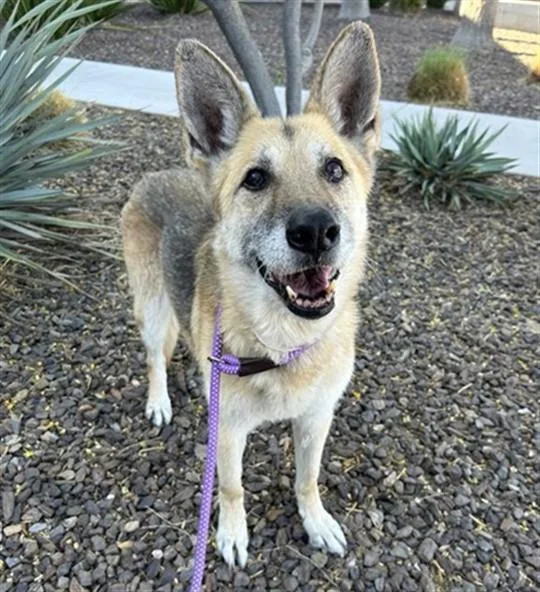 An adult large-sized female German Shepherd Dog dog named Dolly for adoption in Phoenix, AZ