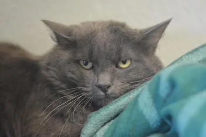 An adult medium-sized male Domestic Short Hair cat named Lotus for adoption in Fallston, MD