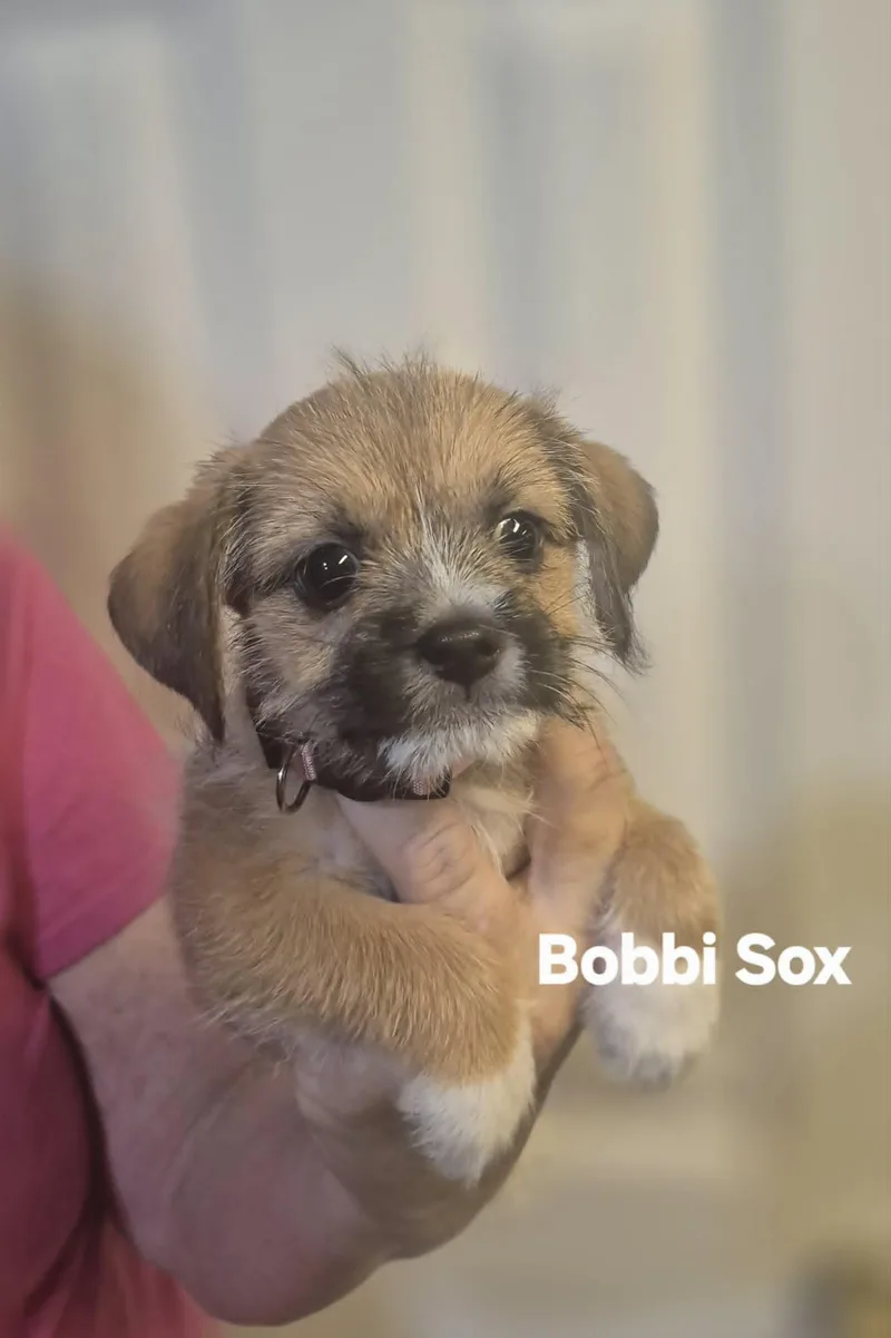Bobbi Sox And Pom thumbnail 3
