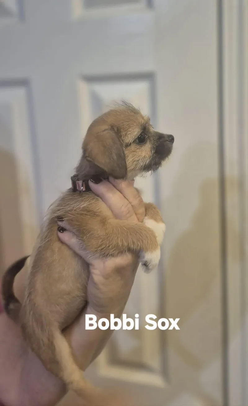 Bobbi Sox And Pom thumbnail 4