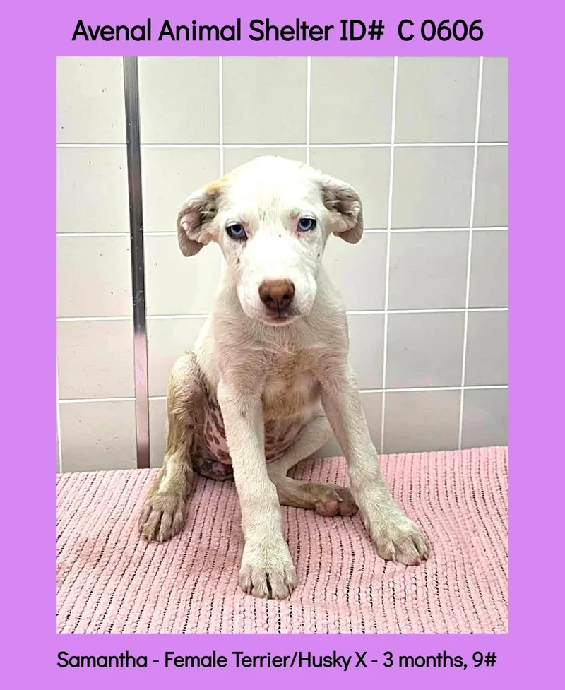 A baby medium-sized female White / Cream Terrier dog named Samantha for adoption in Avenal, CA