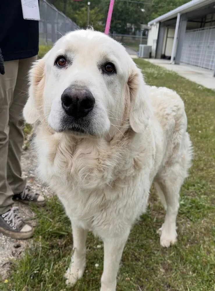 Delilah