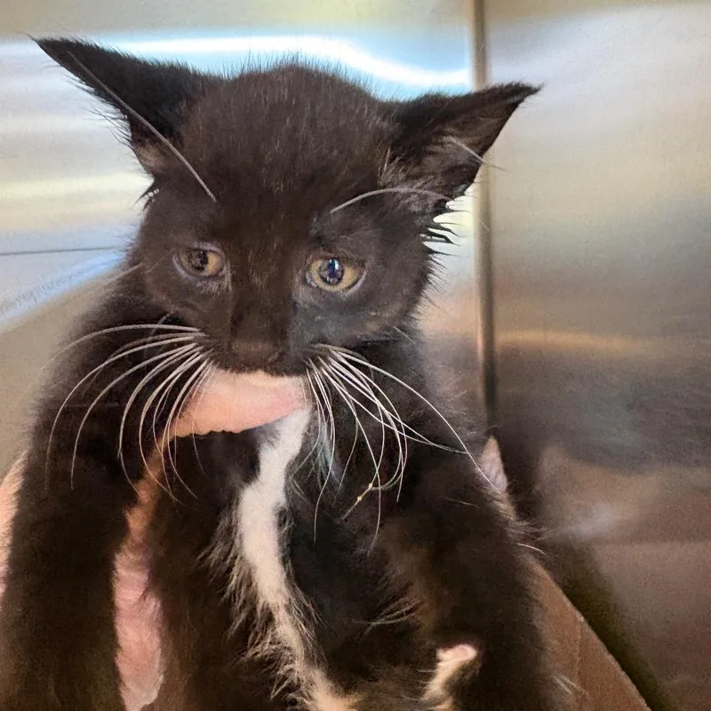 A baby small-sized female Black Domestic Short Hair cat named Gardenia for adoption in Newark, NJ