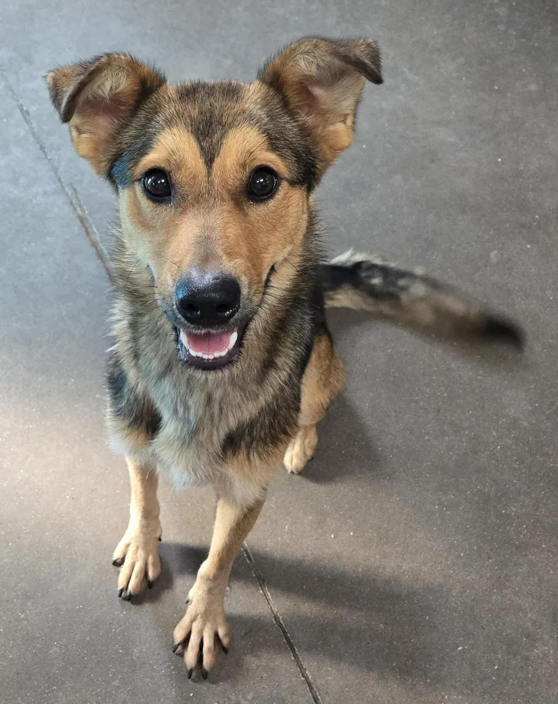 An adult medium-sized female Red / Chestnut / Orange Mixed Breed dog named Julia for adoption in Graham, TX