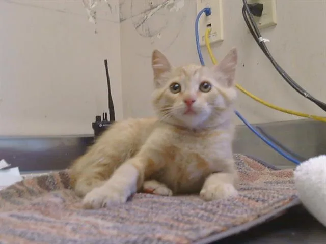 A baby small-sized female Domestic Short Hair cat named Penny for adoption in Sacramento, CA