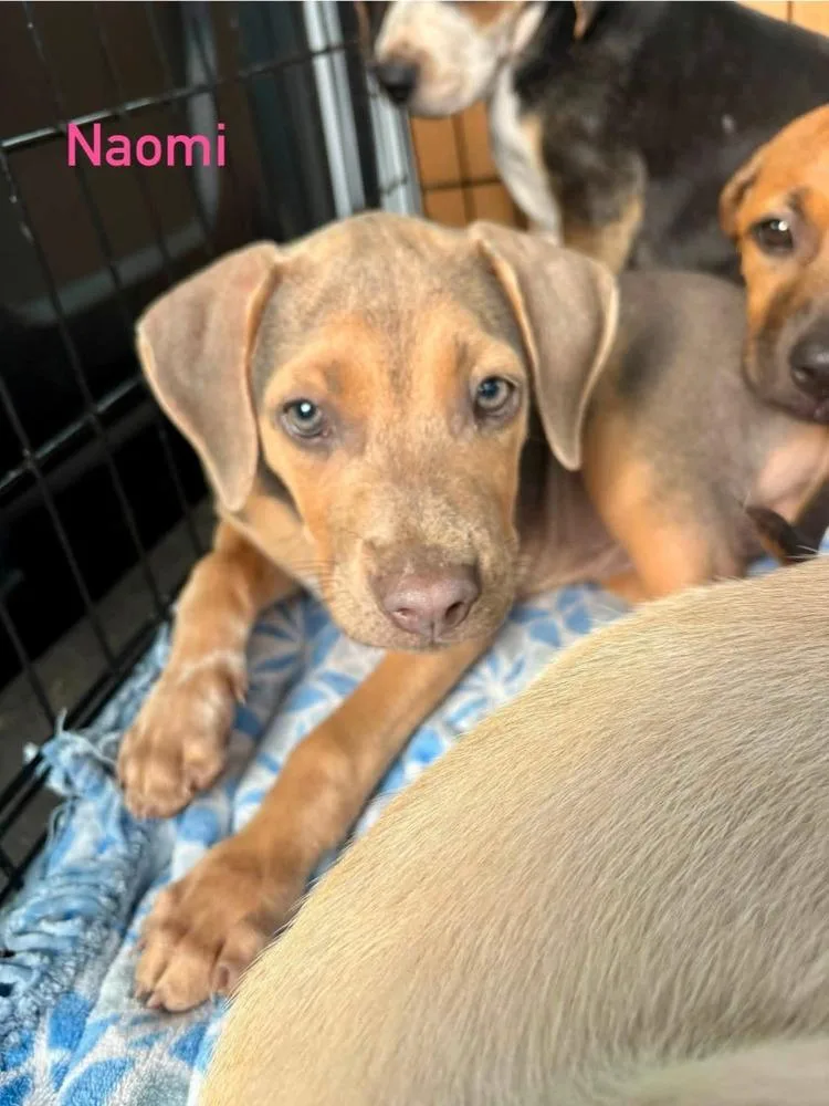 Naomi
