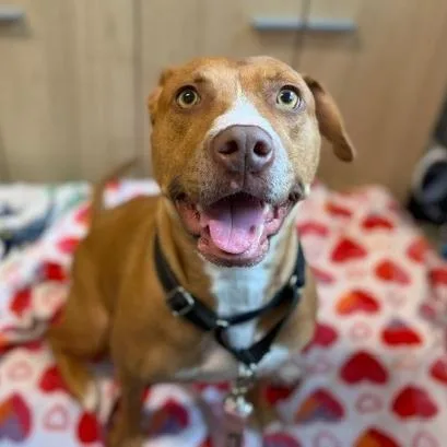An adult medium-sized female Catahoula Leopard Dog dog named Honey for adoption in West Palm Beach, FL